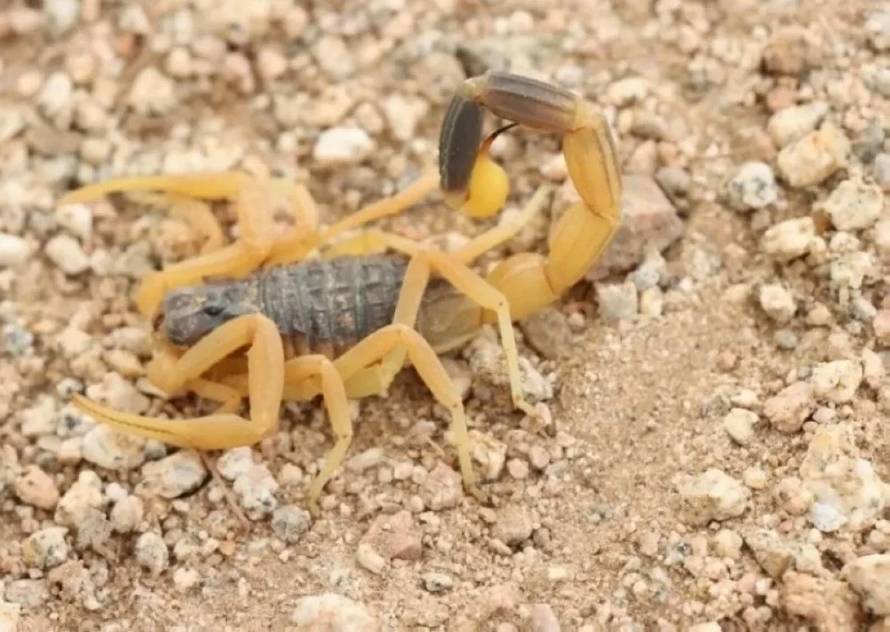 عاجل.. ظهور اخطر حشرة في السعودية بأعداد مهولة والذابح يغزو الرياض