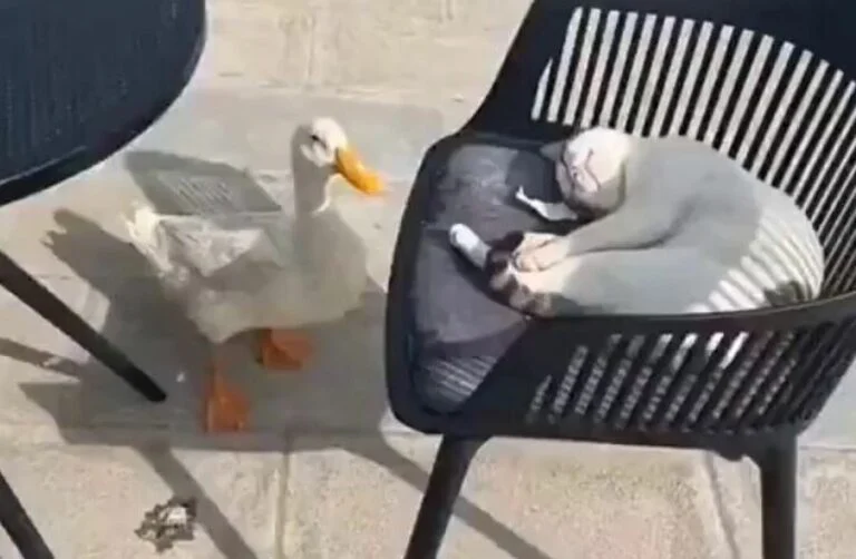 فيديو من كورنيش الخُبر لبطة جميلة تلاحق قط بشراسة