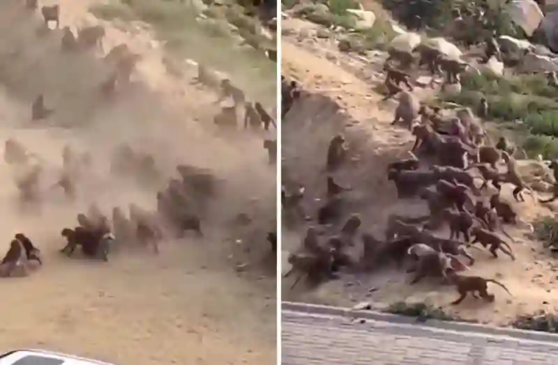 فيديو حرب حقيقية بين القرود في مزرعة جنوب المملكة ويستخدمون سلاح غريب في المعركة 