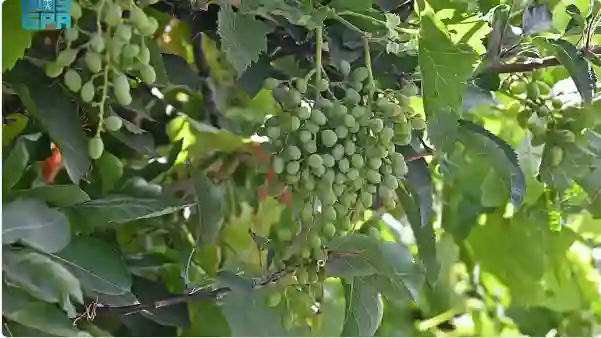 3 فواكة صيفية لن تجدها إلا في عسير 