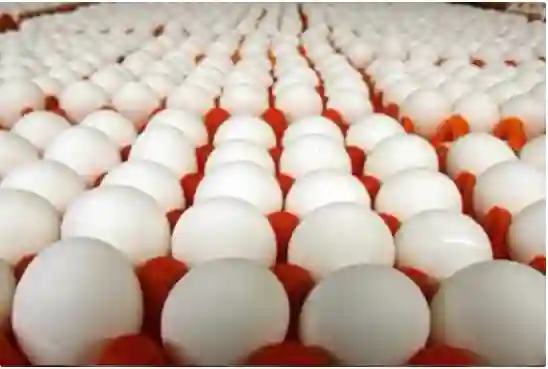 سعر طبق البيض في السعودية يسجل سعر جديد لأول مرة