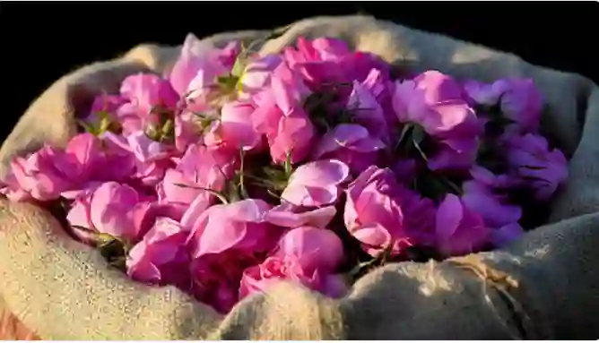 الطايف تبدء تصدير هذا المنتج الذي سيجعلها أهم مدينة في السعودية 