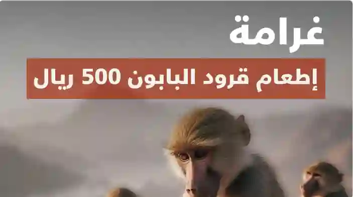 غرامة 500 ريال لكل مواطن أو مقيم يقترب من هذا الحيوان المنتشر في السعودية بكثرة 