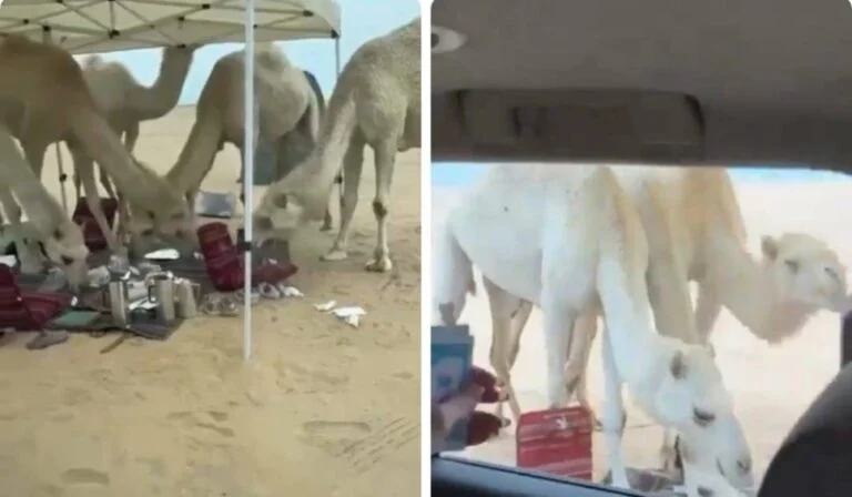 فيديو قطيع من الابل الهايجة تهاجم مخيم كشتة بنات في البر وما حدث كارثة 