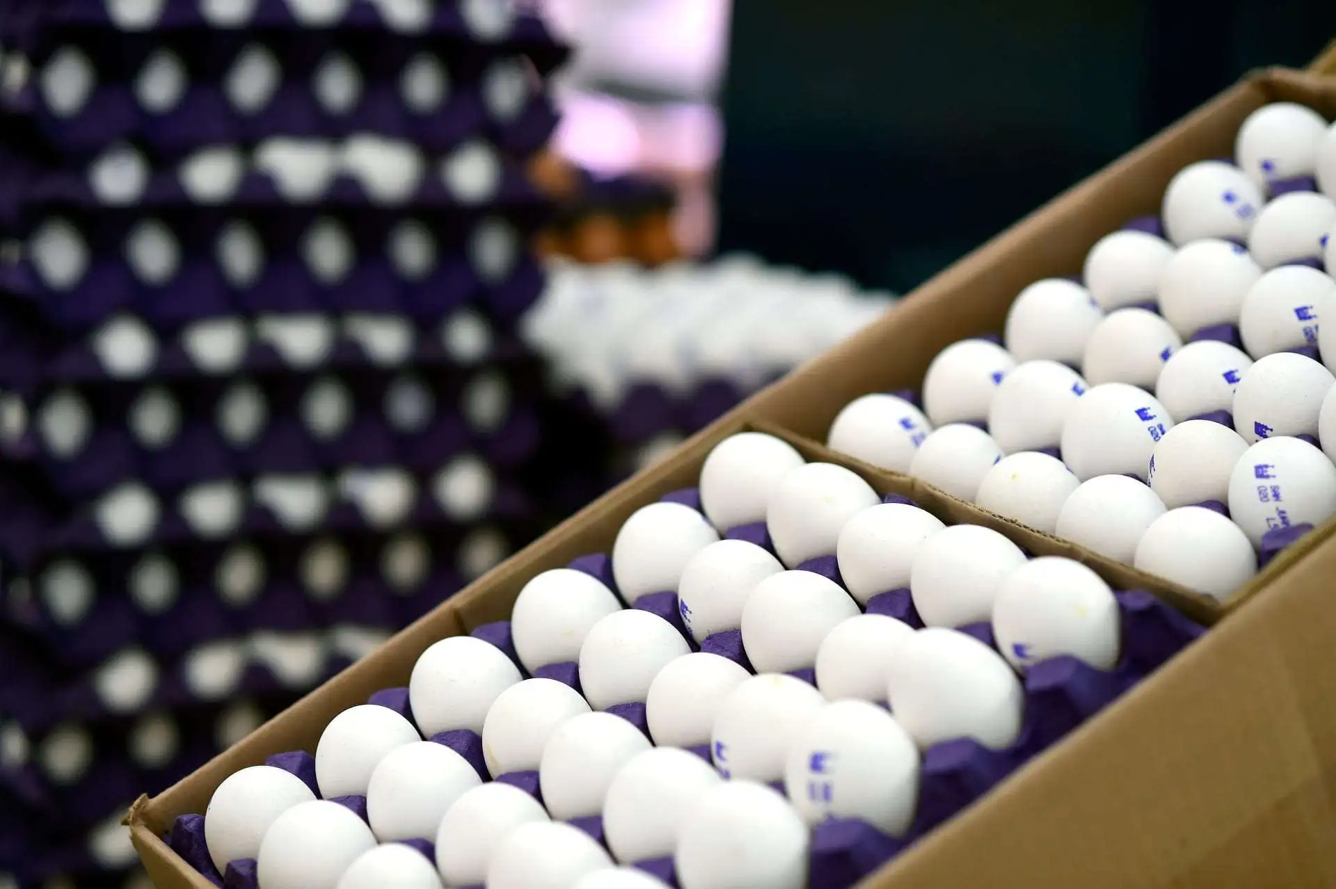 سعر طبق البيض في السعودية يسجل سعرًا جديدًا اليوم  