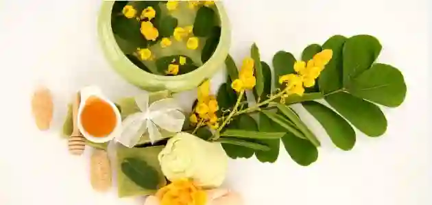 وش فوائد السدر ووين أحسن أنواع السدر في السعودية؟ 