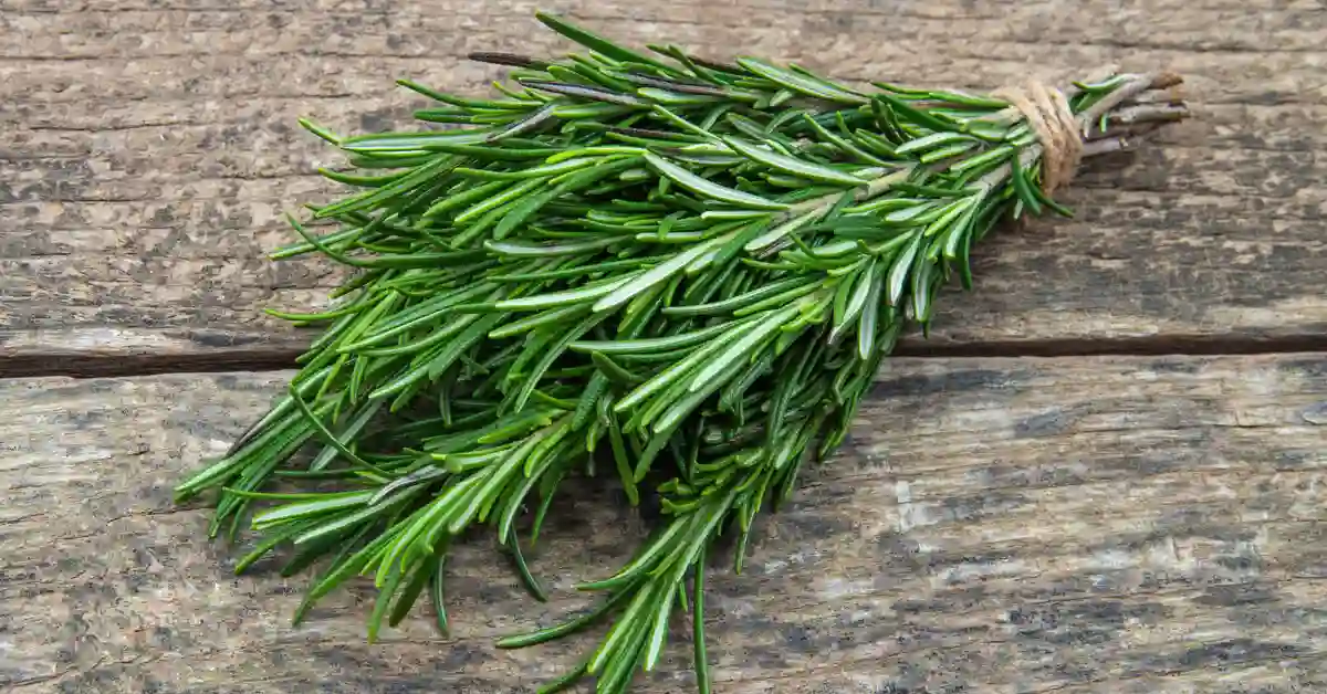 هل إكليل الجبل يسبب الشعر الأبيض للنساء؟ الاجابة بالتفصيل 