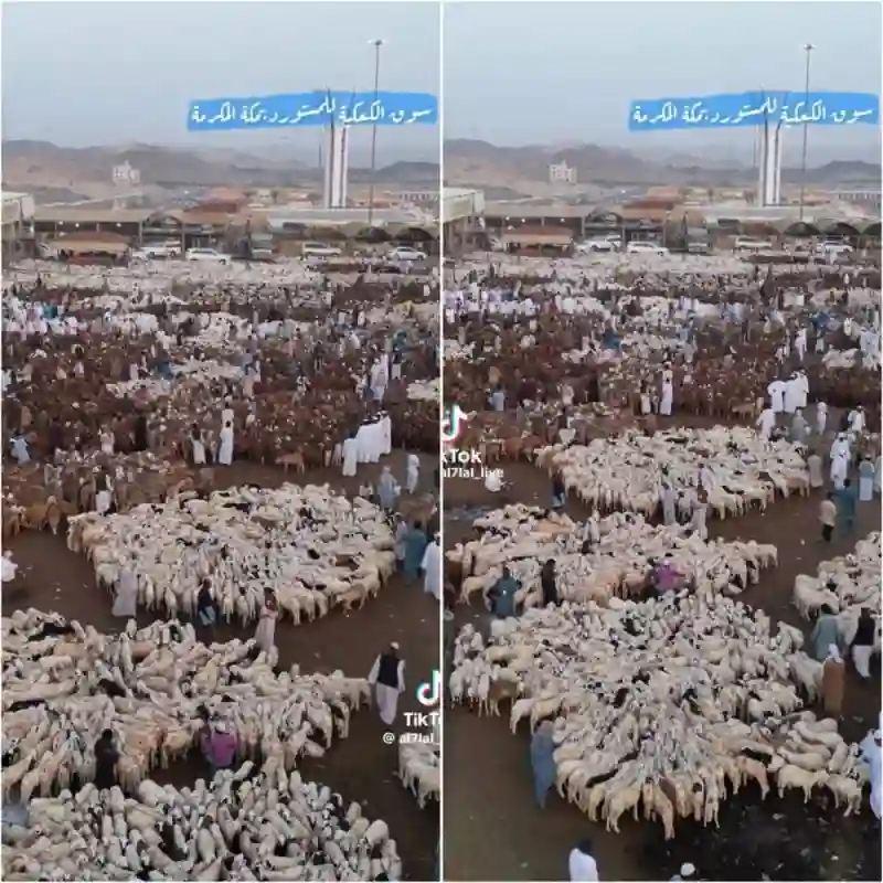 صور عدد مهول للأضاحي في سوق الكعكية أكبر أسواق الأغنام في مكة المكرمة 