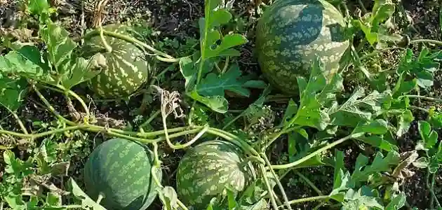 تعرف على العشبة التي يكرهها الجن ولا يحضرون في أي مكان تكون موجودة فيه وطريقة استخدامها ال