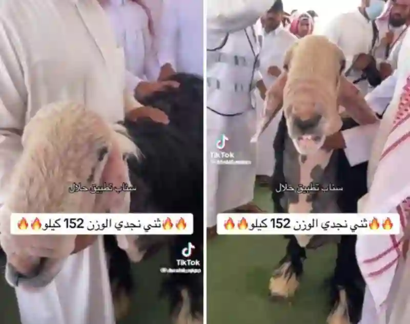 أكبر خروف نجدي في السعودية يباع بسعر خيالي والكشف عن وزنه وراعيه 