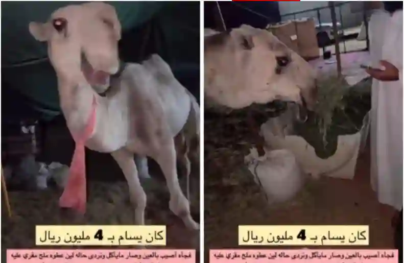 شوف وش سوا جمل باعه راعية بأربعة ملايين ريال وعاقب البائع والمشتري 