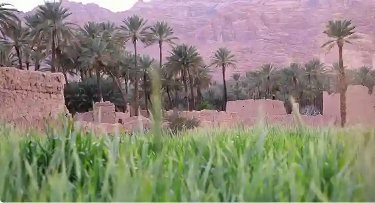 وش أحسن شي ممكن تشتريه لو رحت العُلا من انتاج الطبيعة والمزارع؟ 