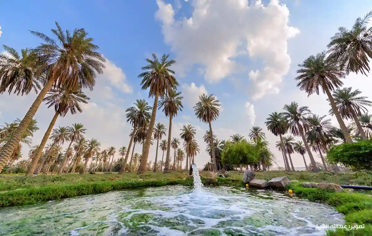 السعودية: الكشف عن عدد النخيل في الرياض ومفاجأة في عدد النخيل المثمرة  