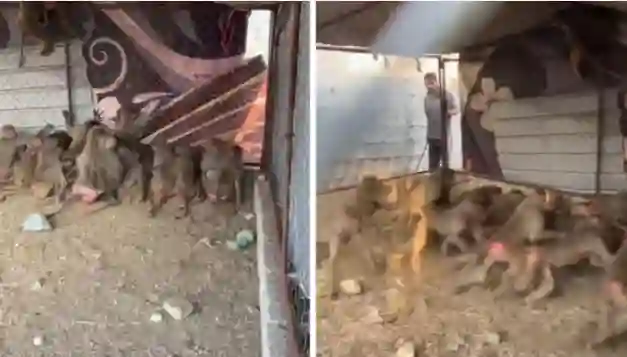 في المجاردة.. مزارع يصنع مصيدة عبقرية للقرود والنتيجة تظهر في مقطع حصد ملايين المشاهدات 