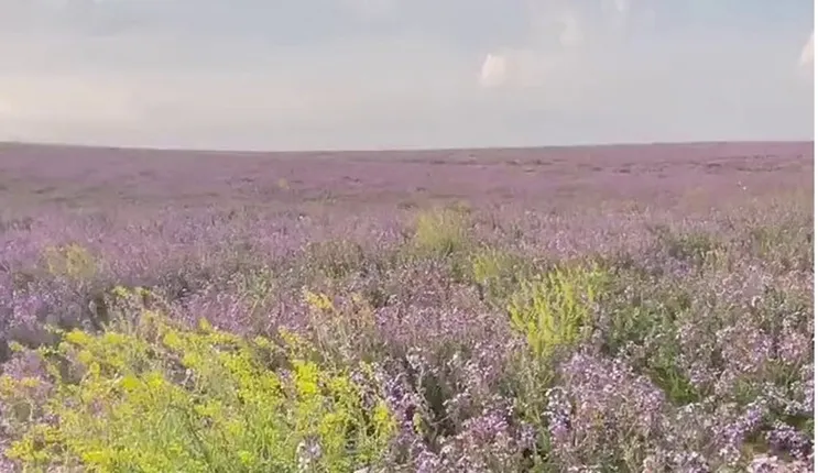 مشاهد مذهلة من حفر الباطن بعد تغير تاريخي في حالة الطقس فيها حولها لقطعة من أوربا 