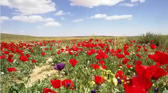 المسند: طقس الأيام القادمة صيف في النهار وشتاء بارد في الليل خاصة على هذه المناطق في الرياض 