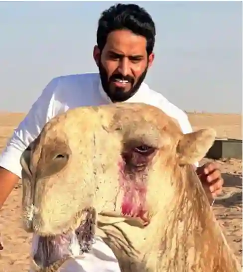 سعر الجمل ساحوق الذي تسبب في إغلاق حساب المطيري على سناب شات