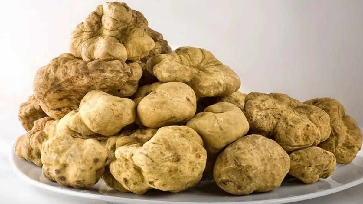 السعودية: تحذير عاجل من تناول هذا النوع من الفقع ومن يتجاهل التحذير سيحمل كامل المسؤولية