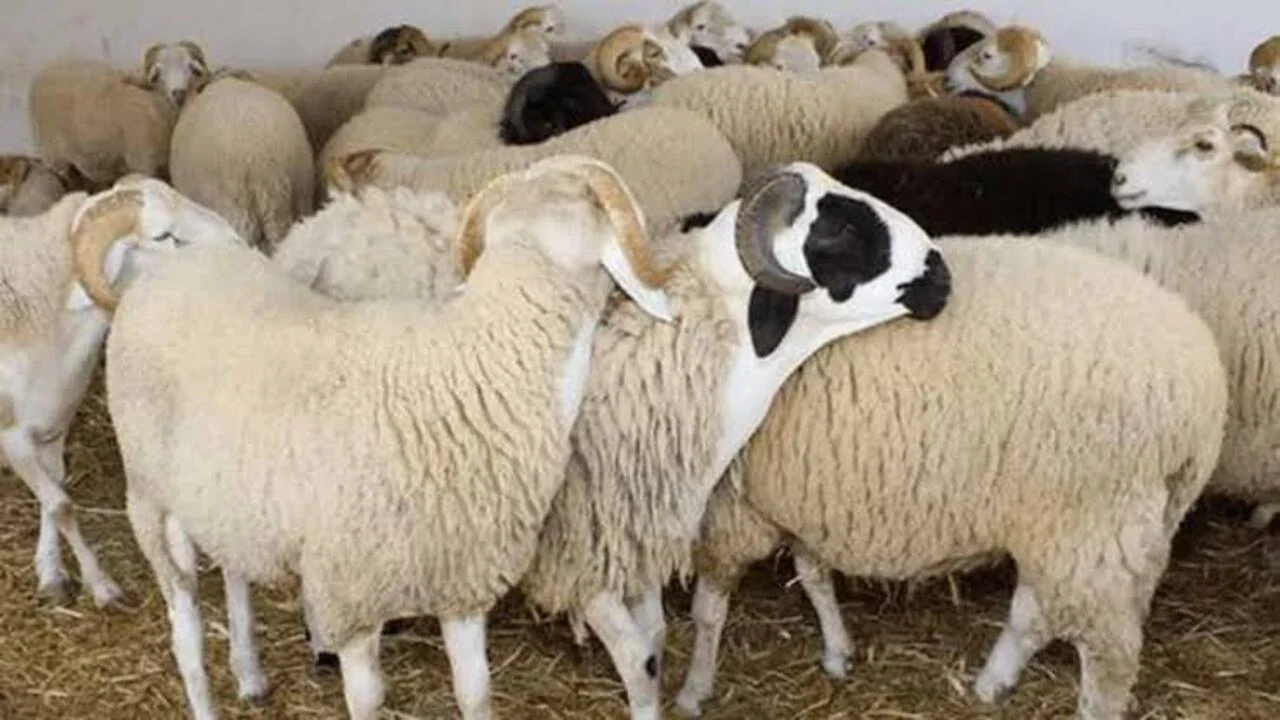 تعرف على أسعار الأضاحي في السعودية 2024 ومعلومات حجز الأضحية إلكترونيًا    