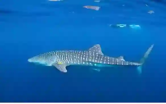 السعودية: ظهور سمك القرش الحريري والحوت القاتل قرب هذه الشواطئ السياحية في المملكة وتوضيح عاجل يكشف حقيقة ما يحدث 