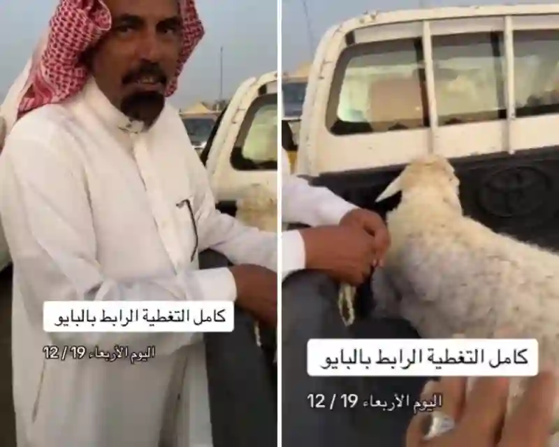 فيديو مقارنة بين أسعار الغنم في أسواق الرياض وجدة قبل وبعد عيد الاضحى وانخفاض هذه الانواع أقل من نصف سعرها 