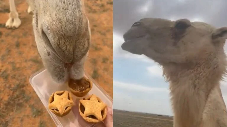 شاهد ناقة تأكل معمول لأول مرة وردت فعلها تثير الاعجاب 