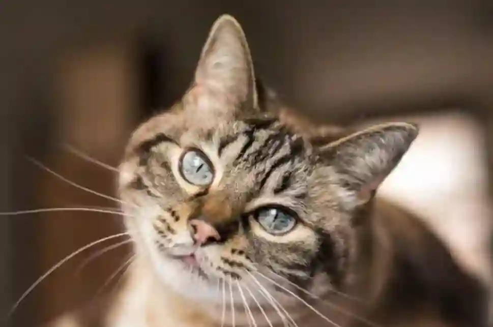 ليش تختفي القطط في السعودية يوم عرفة ووين تروح؟