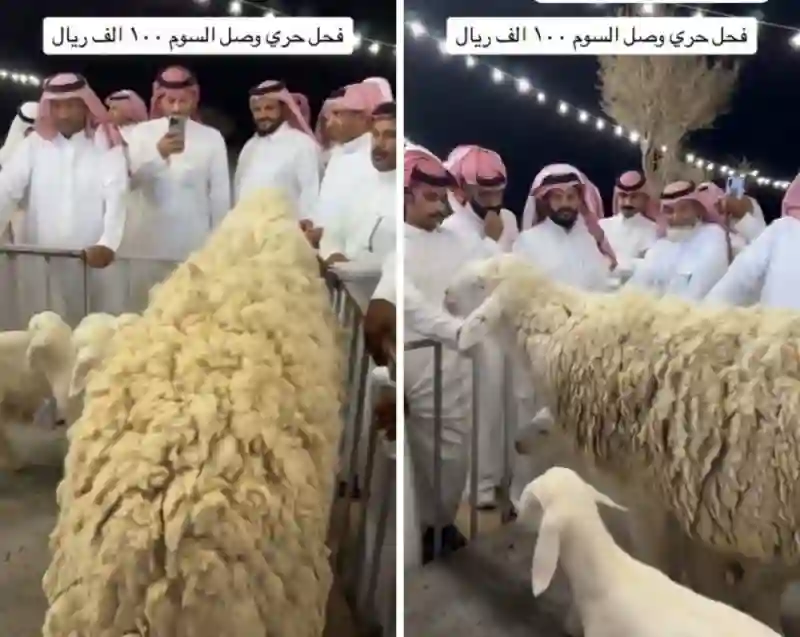 شوف أغلى خروف حري في السعودية سعره 100 ألف ريال وخبير يكشف هل يسوى سعره ولا لا؟ 