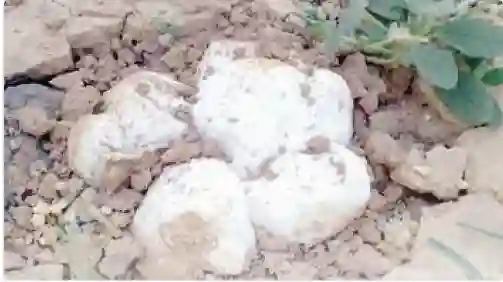 هذه المناطق مليئة بالفقع لكن لن يستطيع أحد الوصول إليها لهذا السبب 