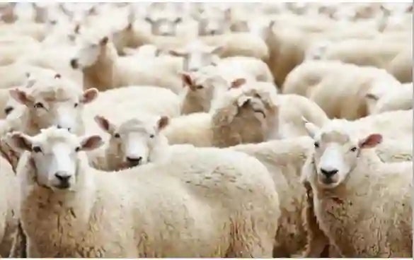 في هذه الحالات يأثم من لا يضحي في عيد الاضحى