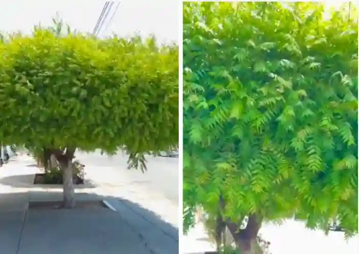 أحسن أنواع أشجار لفصل الصيف في السعودية تخلي البيوت باردة وما تحتاج رعاية كثير 