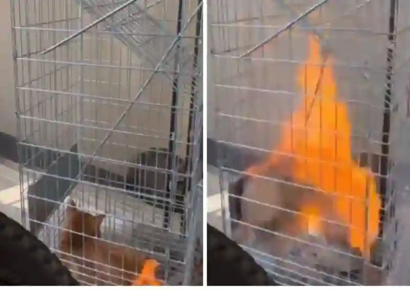 ما هي العقوبة التي تنتظر المقيم الذي ظهر في فيديو وهل يشعل النار في قطة داخل قفص بعد القبض